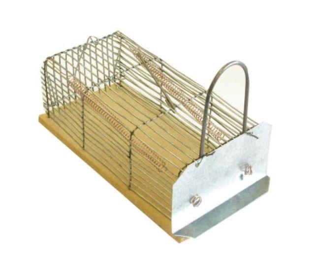 ΠΟΝΤΙΚΟΠΑΓΙΔΑ ΚΛΟΥΒΙ ΜΕΤΑΛΛΙΚΗ ΜΙΚΡΗ